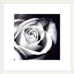White Rose（バンクス） 額装品 ウッドベーシックフレーム