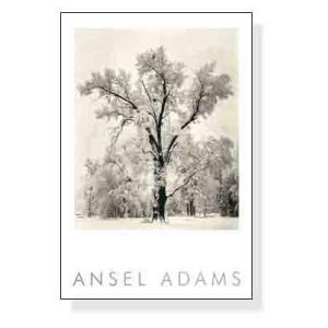 Pine Forest in Snow (エンボスマーク入)（アンセル アダムス） 額装品