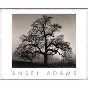 ポスター アート Oak Tree - Sunset City California (エンボスマーク