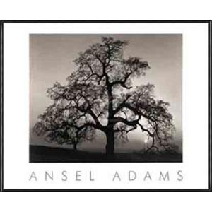 ポスター アート ドービニーの庭 1890（フィンセント ファン ゴッホ