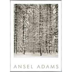 Pine Forest in Snow (エンボスマーク入)（アンセル アダムス） 額装品 アルミ製ベーシックフレーム｜aziz