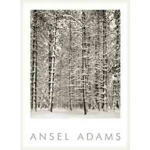 Pine Forest in Snow (エンボスマーク入)（アンセル アダムス） 額装品 ウッドベ...