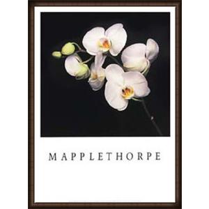 ポスター アート Lisa Lyon（ロバート メイプルソープ） 額装品 ウッド