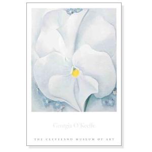 ポスター アート The White Calico Flower 1931（ジョージア オキーフ 