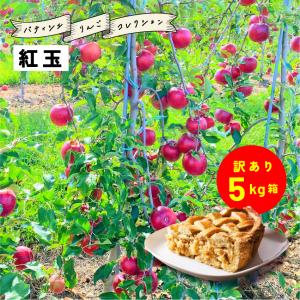 9月16日から発送開始 指定日不可「紅玉5キロ箱訳あり品」 加工 りんご 長野県 安曇野 信州 訳あり 5kg