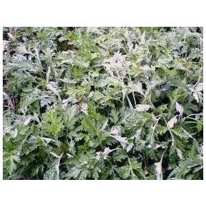 手作業 自然栽培 (農薬不使用 化学肥料不使用...の詳細画像1