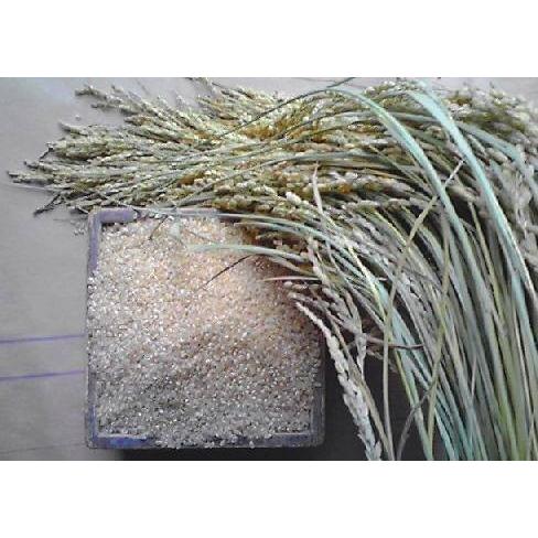 【国産 安曇野産 100%】900g こしひかり 新米 玄米 自然栽培 (農薬不使用　化学肥料不使用...