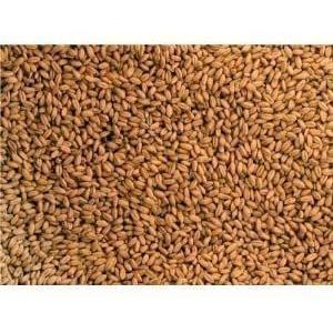 令和6年産 パン用小麦「ミナミノカオリ」(粒 丸麦 玄麦) 500g 農薬不  