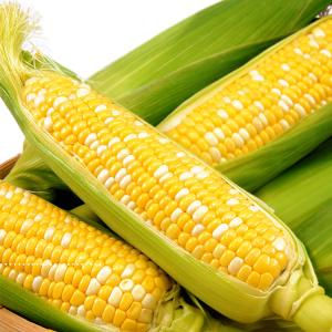 2025年度終了　とうもろこし 10本セット 8月下旬〜 開田高原