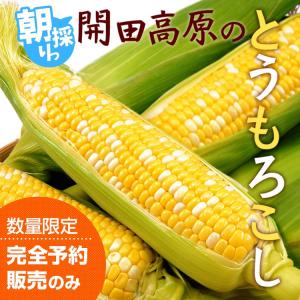 とうもろこし 10本セット 8月下旬〜発送 開...の詳細画像1