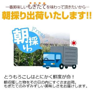 とうもろこし 10本セット 8月下旬〜発送 開...の詳細画像3