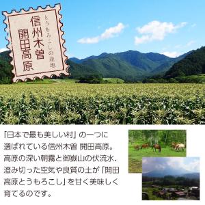とうもろこし 10本セット 8月下旬〜発送 開...の詳細画像4