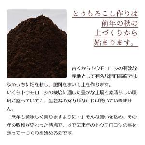 とうもろこし 10本セット 8月下旬〜発送 開...の詳細画像5