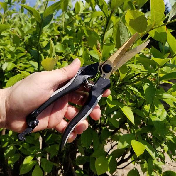 剪定ばさみ 剪定鋏 プロ用 ガーデニング 盆栽 剪定バサミ 庭木 園芸 枝切バサミ 花ばさみ フラワ...