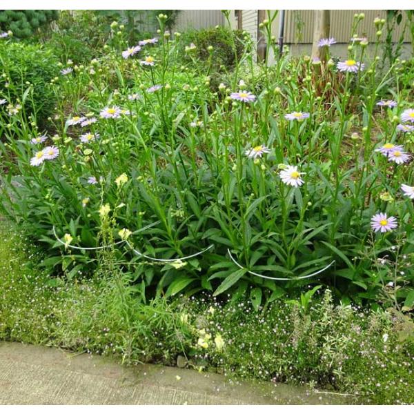 フラワーガード405-1