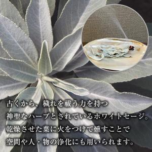 ホワイトセージ 浄化用 枝付き クラスター 約...の詳細画像1