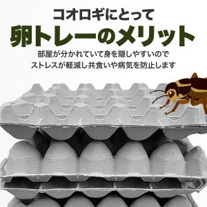 卵トレー 卵パック コオロギ 飼育 お部屋 1...の詳細画像2
