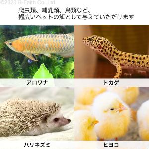 【賞味期限間近(2025/5/30)特価販売】...の詳細画像4