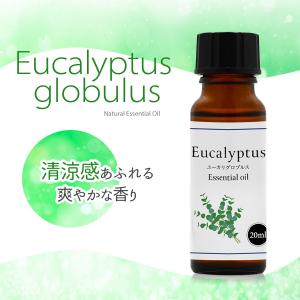 ユーカリ グロブルス 精油 20ml アロマ ...の詳細画像1