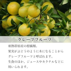 グレープフルーツオイル 100ml アロマ 精...の詳細画像2
