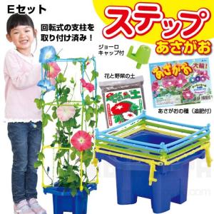ステップあさがお Eセット 朝顔の種つき  不可