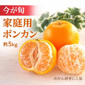 【今が旬】家庭用ポンカン 約5kg 国産柑橘 甘み濃厚 みかん好きに人気「送料無料」
