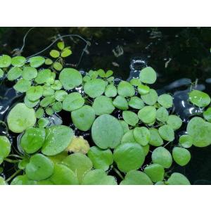 ネコポス無料(浮草) アマゾンフロッグピット5株  [水草]