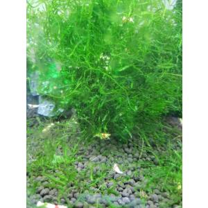 数量限定 南米ウィローモス [水草] (無農薬) シュリンプ水槽より！！（横14cm×奥行10cm×深さ4cm）