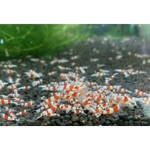 　レッドビーシュリンプ　初心者向けローグレード　ＭＩＸ　20匹