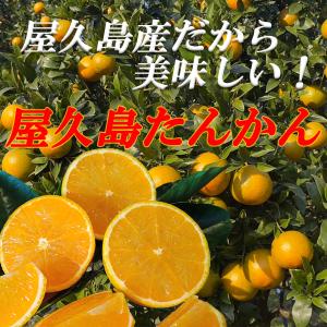 屋久島より直送致します 屋久島産たんかん5kg Mサイズ 最上品 たんかん、タンカン、贈答、屋久島、みかん｜baba