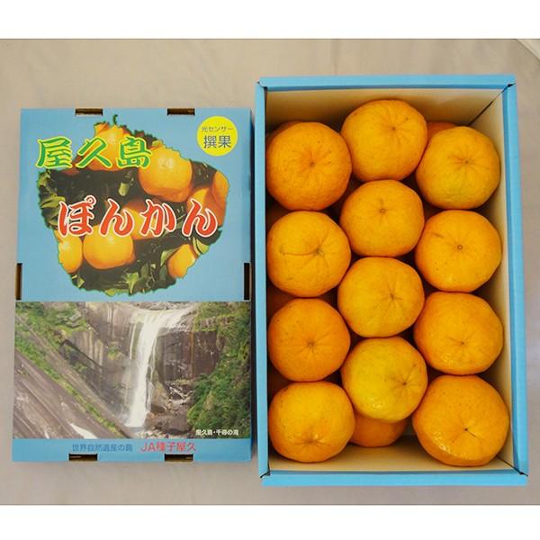 屋久島ぽんかん 5kg箱満杯詰め 最上品2Lサイズ 屋久島直送 お歳暮 みかん 柑橘 産地直送