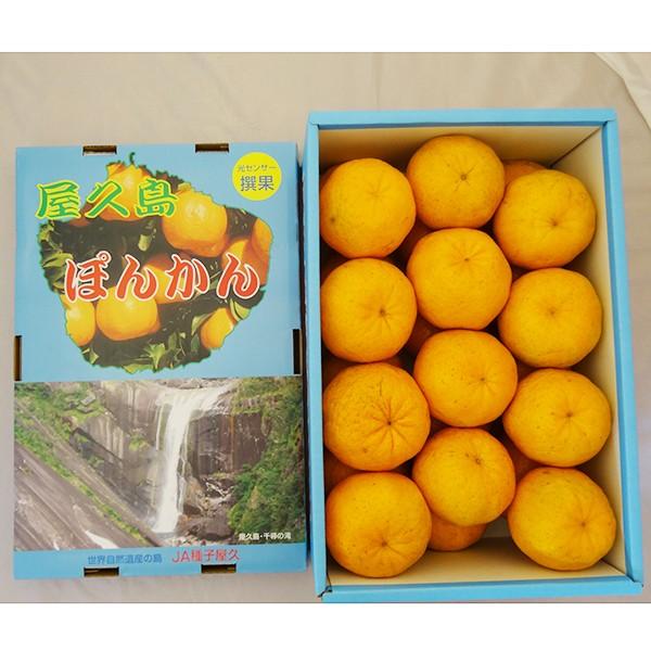 屋久島ぽんかん 5kg箱満杯詰め 贈答用2Lサイズ 屋久島直送 お歳暮 みかん 柑橘 産地直送