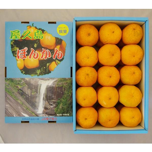 屋久島ぽんかん 5kg箱満杯詰め 贈答用Lサイズ 屋久島直送 お歳暮 みかん 柑橘 産地直送