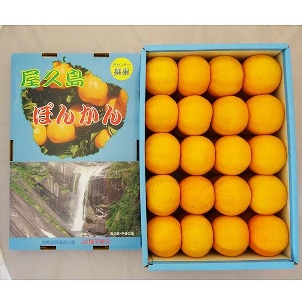 屋久島ぽんかん 5kg箱満杯詰め 最上品Mサイズ 屋久島直送 お歳暮 みかん 柑橘 産地直送
