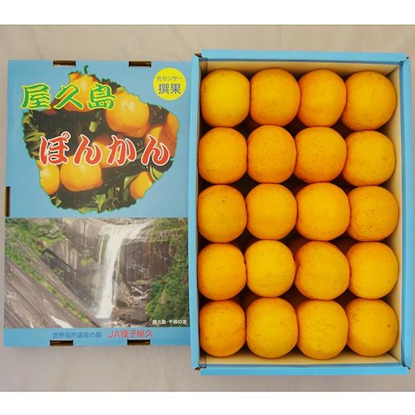 屋久島ぽんかん 5kg箱満杯詰め 贈答用Mサイズ 屋久島直送 お歳暮 みかん 柑橘 産地直送