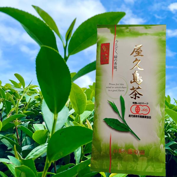 屋久島茶