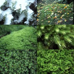 屋久島画像集６ 屋久島の苔