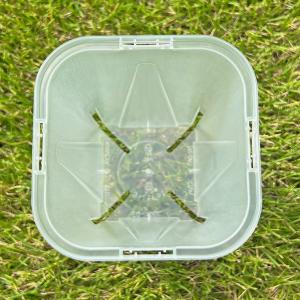 ネガミエル 3.5号ロングスリット鉢 5個セッ...の詳細画像2