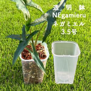 ネガミエル 3.5号ロングスリット鉢 5個セッ...の詳細画像1