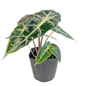 おしゃれ 観葉植物：アロカシア サリアン*5号 プラポット : 遊恵
