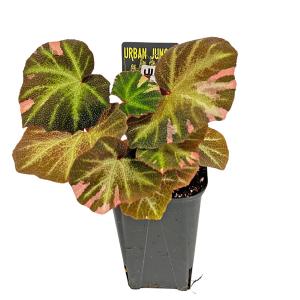 スキンダプサス シルバーレディー 3号 ネガミエル scindapsus silver