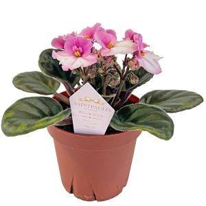 セントポーリア 「ボニータ ピンク」 開花株 3.5号 : フラワーショップ