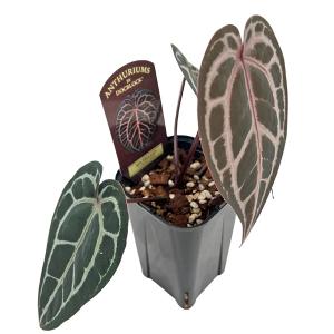 アンスリウム ミシェル 3号 Anthurium hybrid Michelle BLOCANTMIC ミッシェル 観葉植物