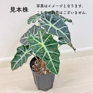アロカシア アマゾニカ 2.5号 幼苗 ネガミ...の詳細画像1