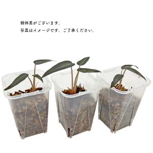 アロカシア バンビーノ 2.5号 幼苗 ネガミ...の詳細画像2