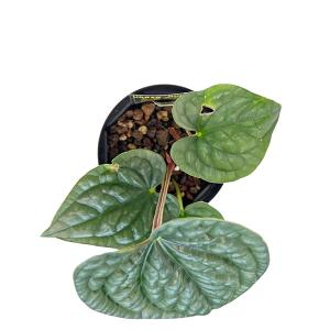現品出荷 アンスリウム ルクスリアンス 4号 ...の詳細画像2