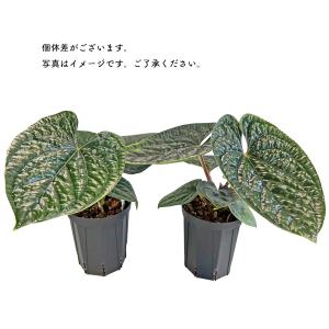 現品出荷 アンスリウム ルクスリアンス 4号 ...の詳細画像3