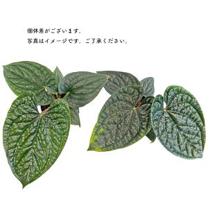 現品出荷 アンスリウム ルクスリアンス 4号 ...の詳細画像4