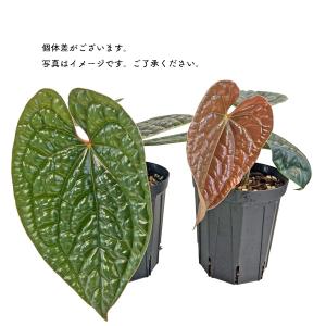 現品出荷 アンスリウム ルクスリアンス 4号 ...の詳細画像5