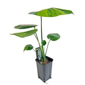 現品出荷 UJ モンステラ デリシオーサ イエ...の詳細画像2